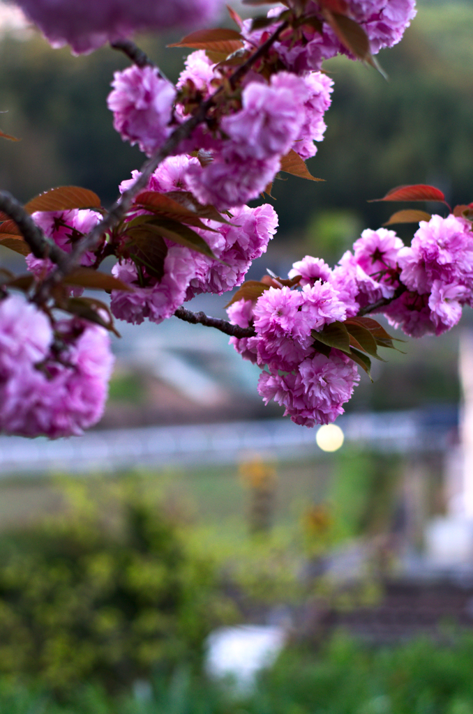 八重桜