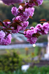 八重桜