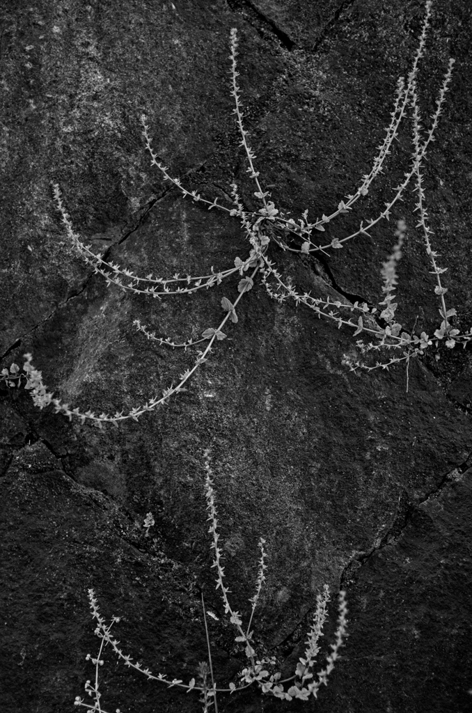 Black-and-White #3