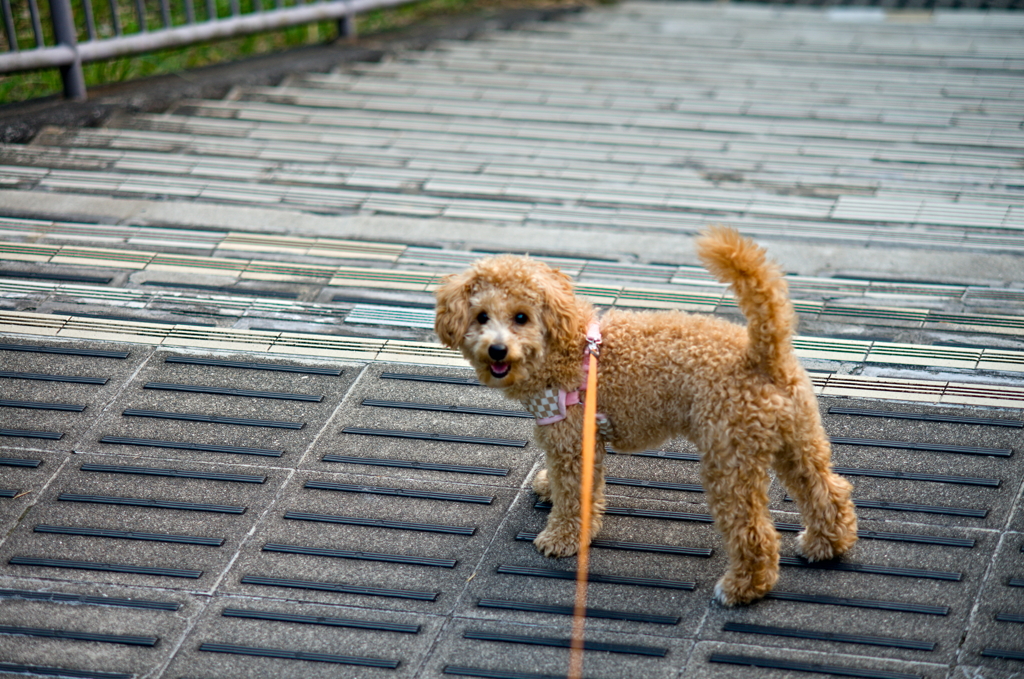 my pretty dog Ⅱ # 117