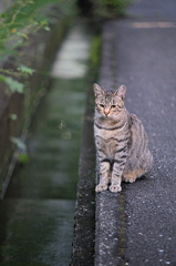 吾輩は猫である、ニャー # 884