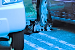 吾輩は猫である、ニャー # 594