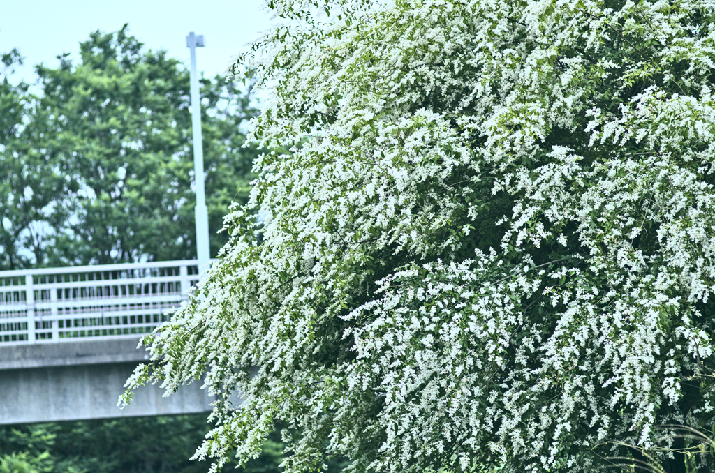 積雪のような木