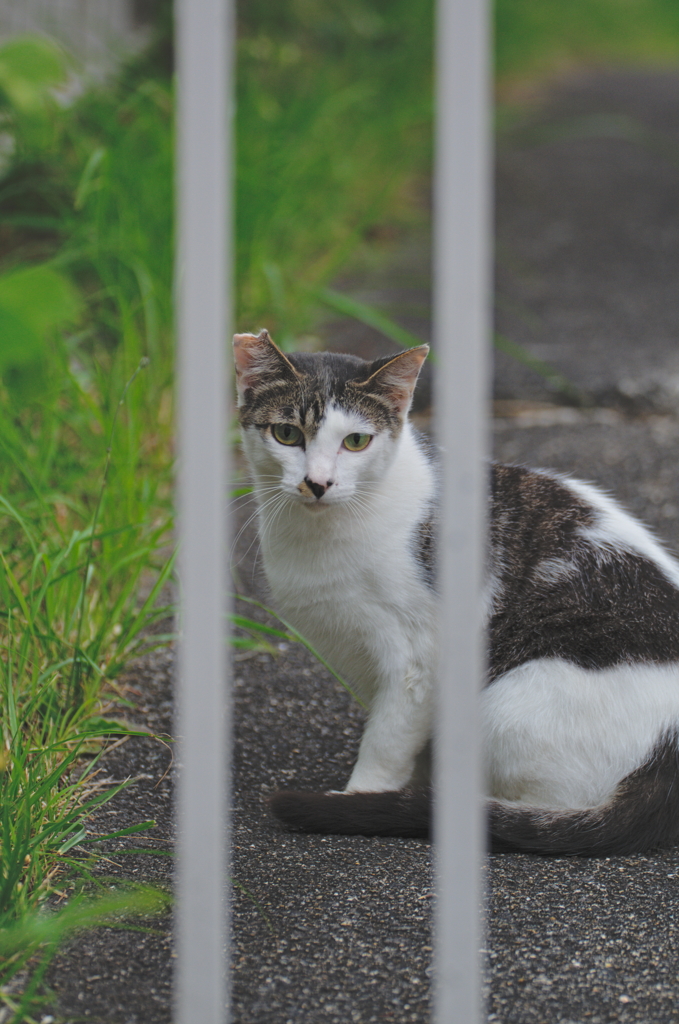 吾輩は猫である、ニャー # 771