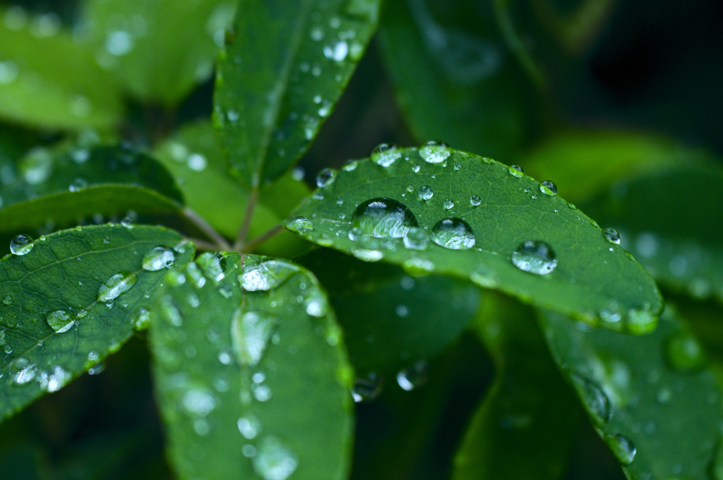 雨上がりの草花