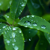 雨上がりの草花