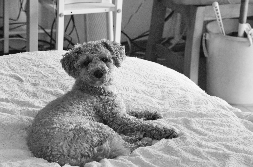 my pretty dog Ⅱ # 347