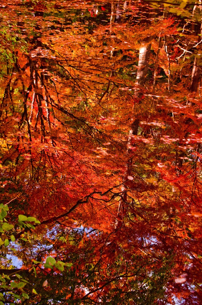 鏡紅葉