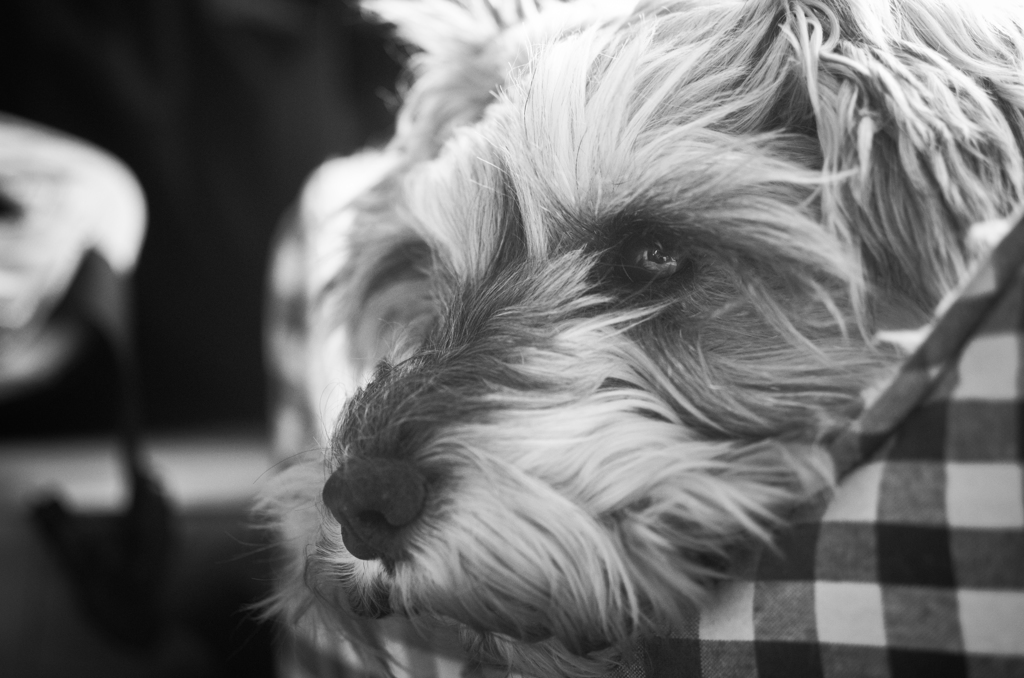 my pretty dog # 130