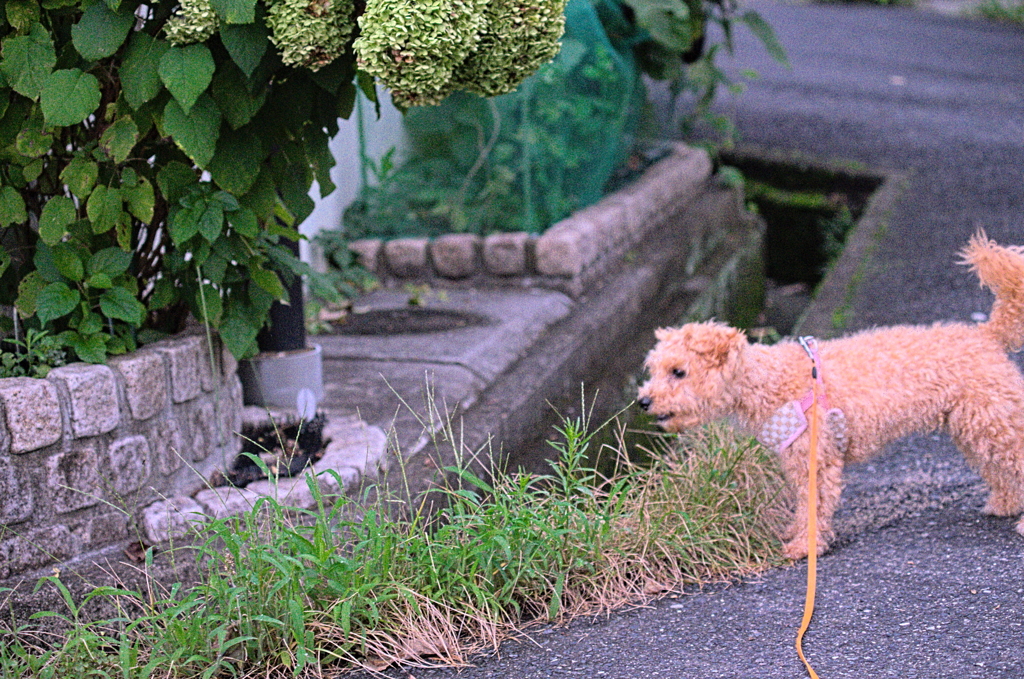 my pretty dog Ⅱ # 156