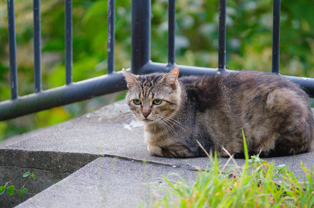 吾輩は猫である、ニャー # 446