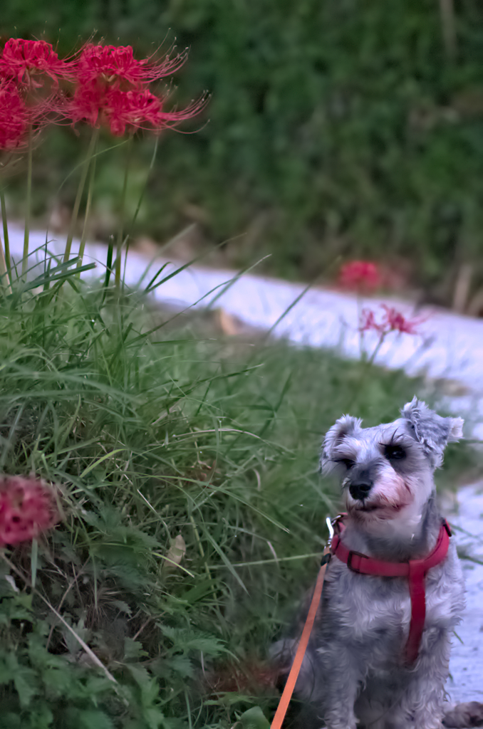 my pretty dog # 46