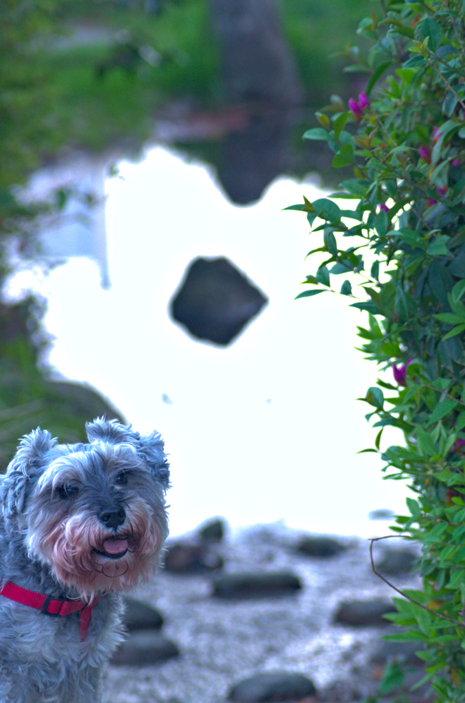 my pretty dog # 180