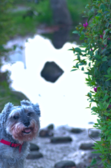my pretty dog # 180