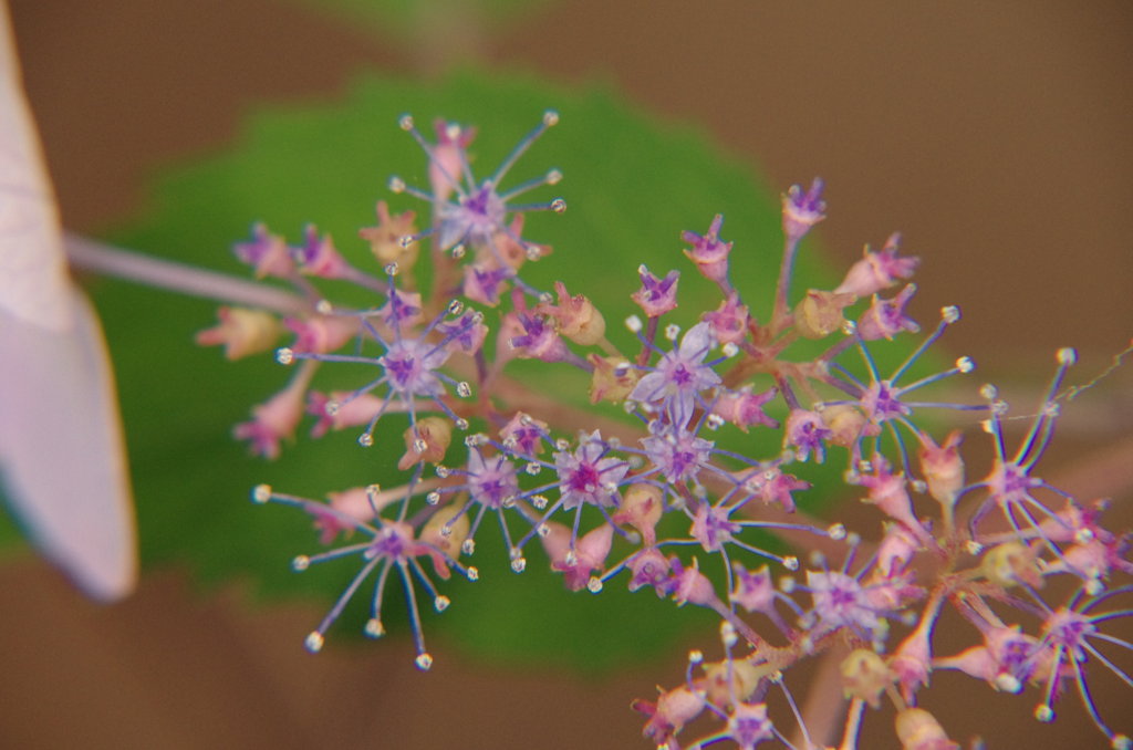 線香花火