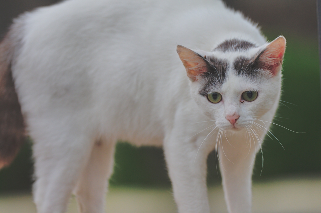 吾輩は猫である、ニャー # 760