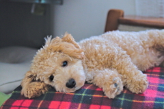 my pretty dog Ⅱ # 71