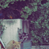 吾輩は猫である、ニャー # 1146