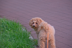 my pretty dog Ⅱ # 246