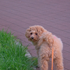 my pretty dog Ⅱ # 246