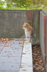 吾輩は猫である、ニャー # 719