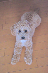 my pretty dog Ⅱ # 57