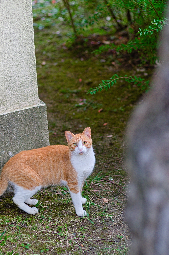 吾輩は猫である、ニャー # 870