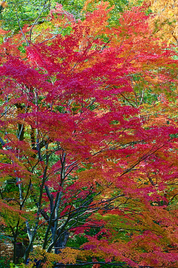 紅葉三昧 '2019