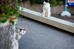 吾輩は猫である、ニャー # 816