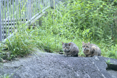 吾輩は猫である、ニャー # 232