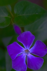 ツルニチニチソウ