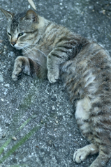 吾輩は猫である、ニャー # 246