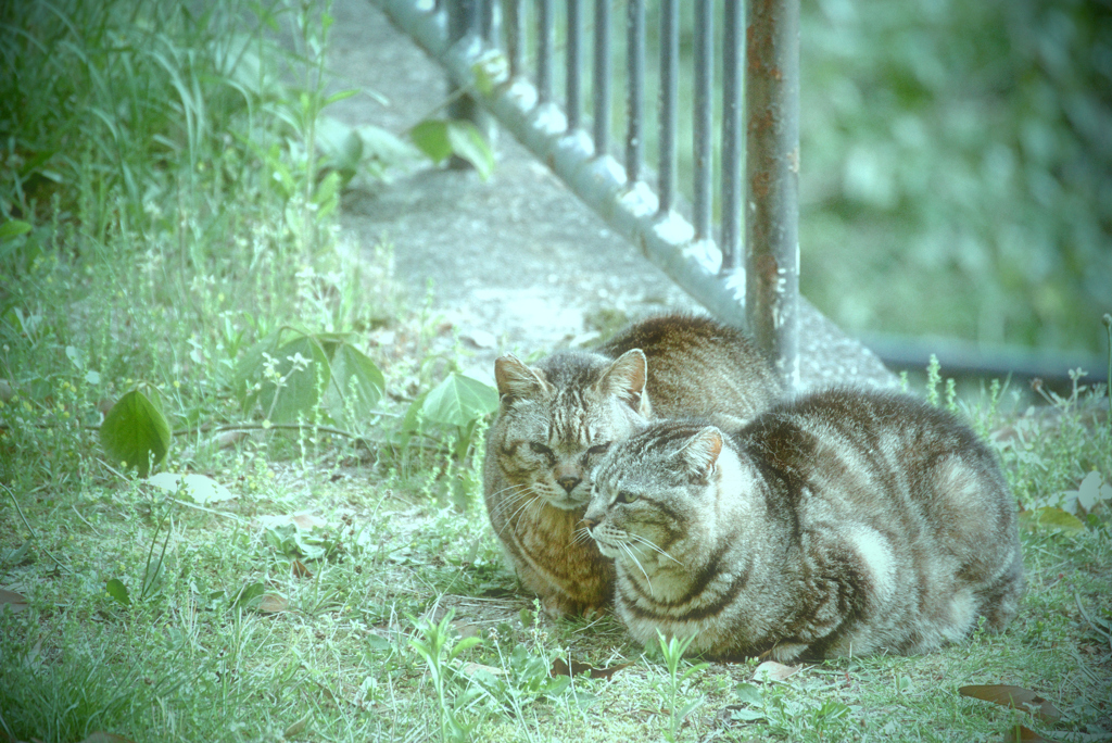 吾輩は猫である、ニャー # 953
