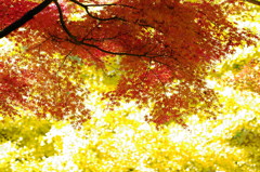 紅と黄