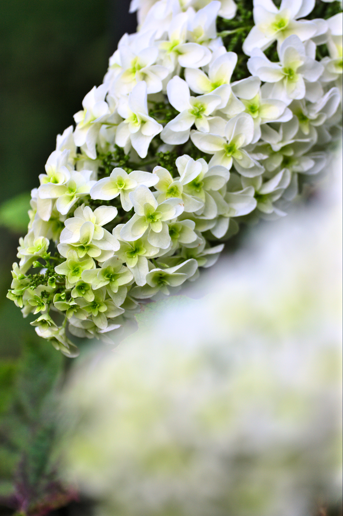 カシワバアジサイ