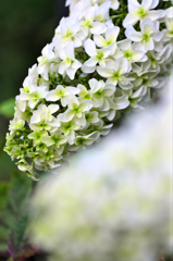 カシワバアジサイ