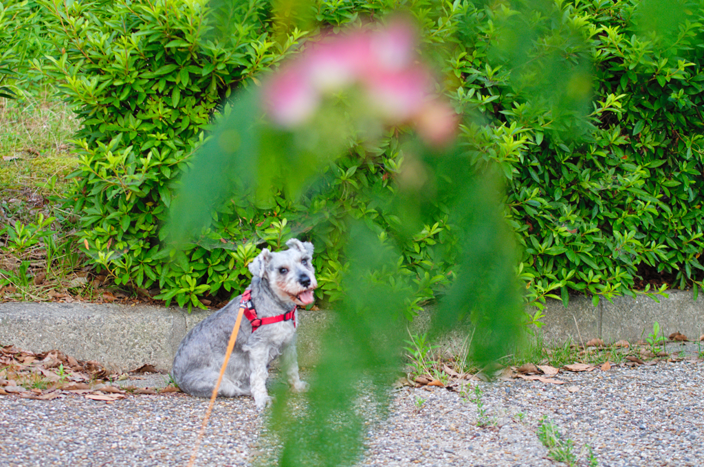 my pretty dog # 270