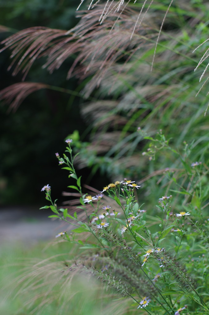 秋の草花