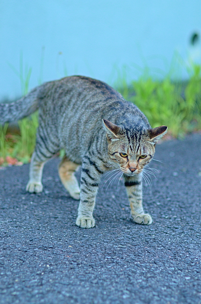 吾輩は猫である、ニャー # 855