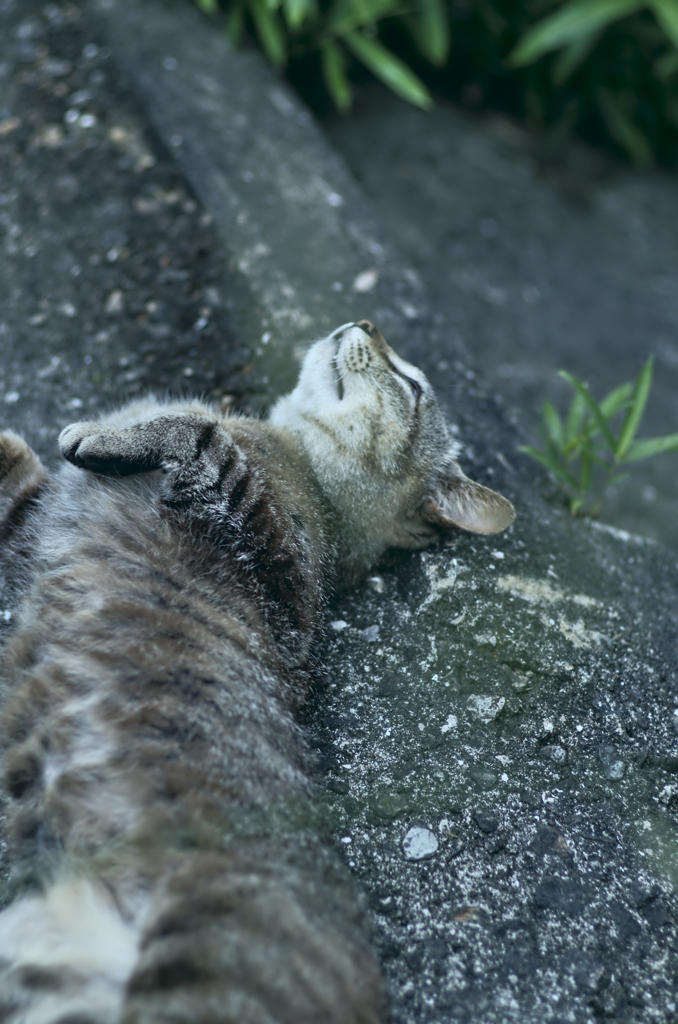 吾輩は猫である、ニャー # 245