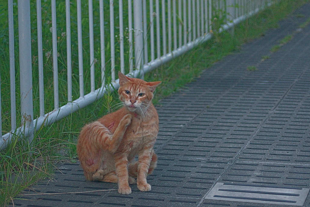 吾輩は猫である、ニャー # 1169