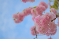 八重桜