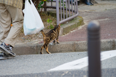 吾輩は猫である、ニャー # 427
