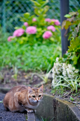 吾輩は猫である、ニャー # 325