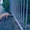 my pretty dog Ⅱ # 364