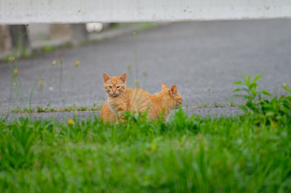 吾輩は猫である、ニャー # 362