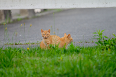 吾輩は猫である、ニャー # 362
