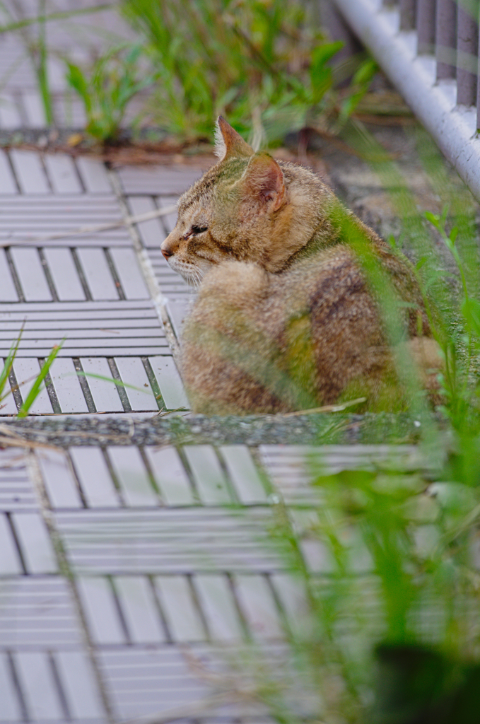 吾輩は猫である、ニャー # 359