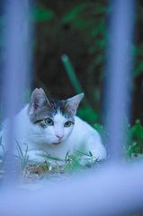 吾輩は猫である、ニャー # 510