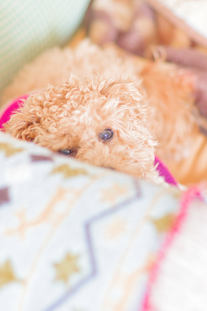 my pretty dog Ⅱ # 222